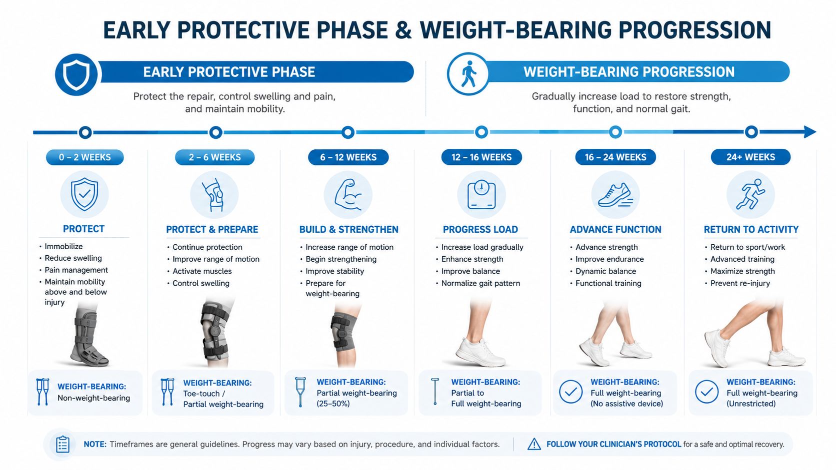A timeline graphic showing the early protective phase and weight-bearing progression stages after surgery, from 0 to 24+ weeks.